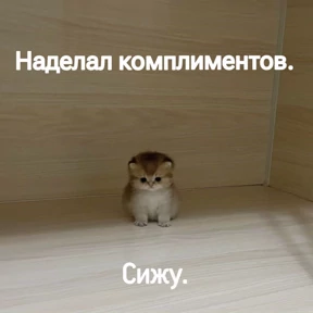 Котики — стикер для MAX