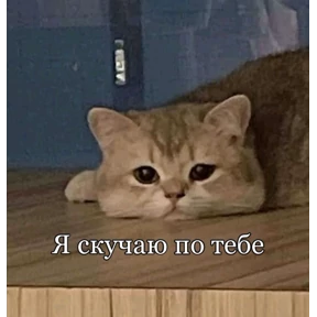 Котики — стикер для MAX