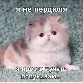 Котики — стикер для MAX