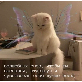 Котики — стикер для MAX