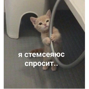 Котики — стикер для MAX