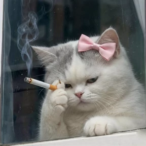 Котики — стикер для MAX