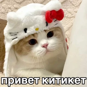 Котики — стикер для MAX