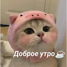 Котики — стикер для MAX