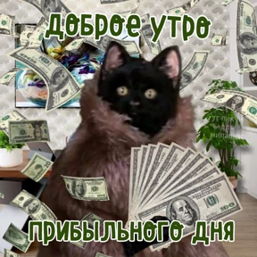 Котики — стикер для MAX