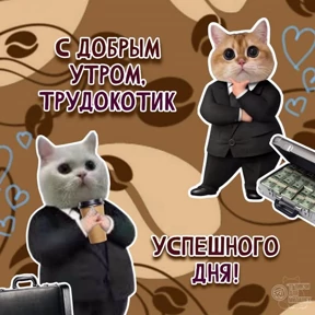 Котики — стикер для MAX
