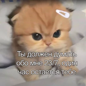 Котики — стикер для MAX