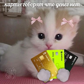 Котики — стикер для MAX
