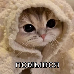 Котики — стикер для MAX