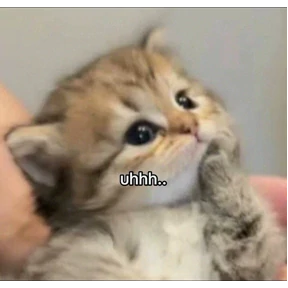 Котики — стикер для MAX