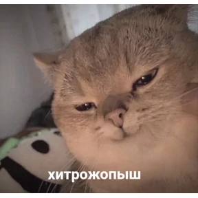 Котики — стикер для MAX