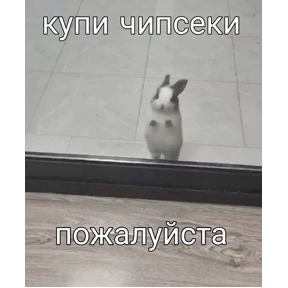 Котики — стикер для MAX