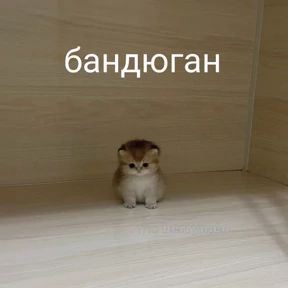 Котики — стикер для MAX