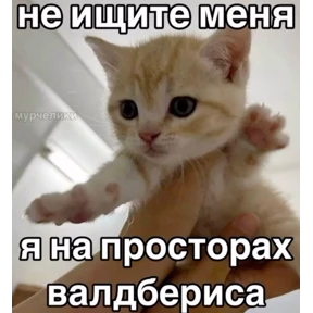 Котики — стикер для MAX