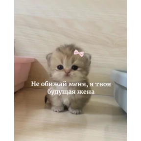 Котики — стикер для MAX