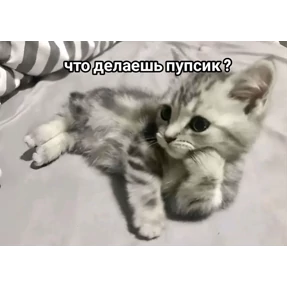 Котики — стикер для MAX