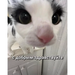 бдбдыщ — стикер для MAX