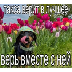 Нормальные стикеры в MAX — стикер для MAX