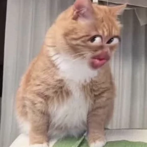 Котечки — стикер для MAX