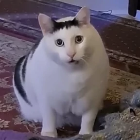 Котечки — стикер для MAX