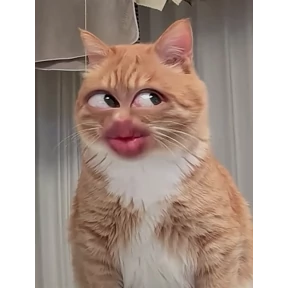 Котечки — стикер для MAX