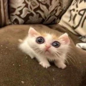 Котечки — стикер для MAX