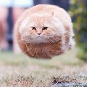 Котечки — стикер для MAX