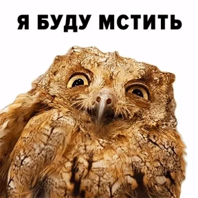 Совиный бунт — стикер для MAX