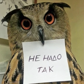 Совиный бунт — стикер для MAX