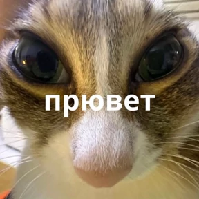 Стикерпак Memes 1 для мессенджера MAX