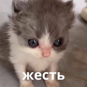 Memes 1 — стикер для MAX