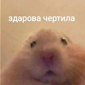 Memes 1 — стикер для MAX