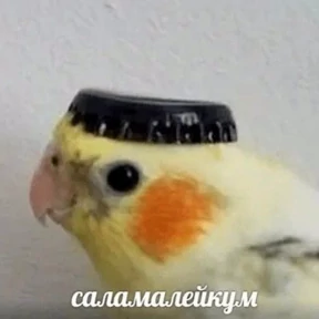 Memes 1 — стикер для MAX