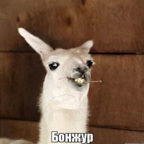 Memes 1 — стикер для MAX