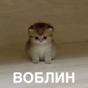 Memes 1 — стикер для MAX