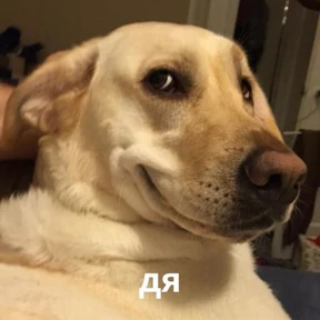 Memes 1 — стикер для MAX