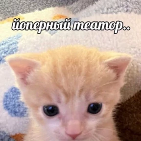 Memes 1 — стикер для MAX