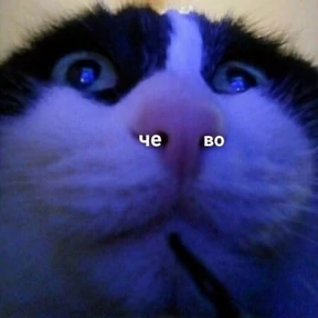 Memes 1 — стикер для MAX