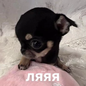Memes 1 — стикер для MAX