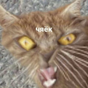 Memes 1 — стикер для MAX