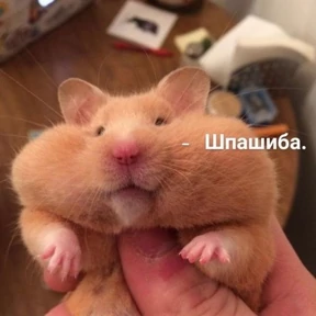 Memes 1 — стикер для MAX