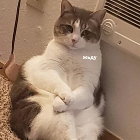 Memes 1 — стикер для MAX