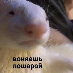 Memes 1 — стикер для MAX