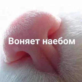 Memes 1 — стикер для MAX
