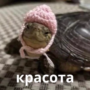 Memes 1 — стикер для MAX