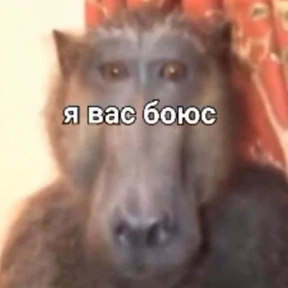 Memes 1 — стикер для MAX