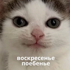 Memes 1 — стикер для MAX