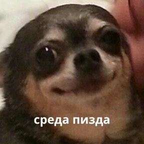 Memes 1 — стикер для MAX