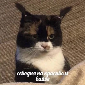 Memes 1 — стикер для MAX