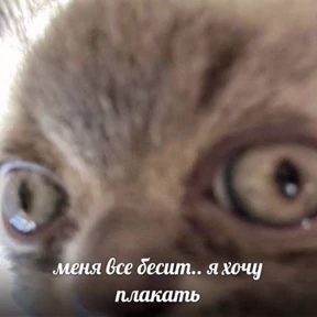 Memes 1 — стикер для MAX